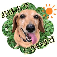 Protective dogs in Asakura