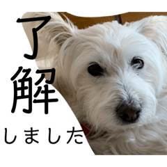 WHITE DOG YUKIMI