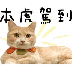 Xiao-Hu Cat
