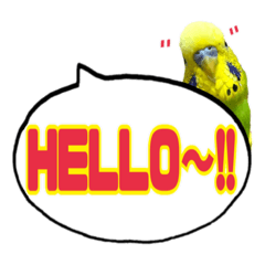 budgerigar parakeet sticker