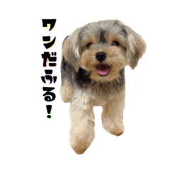 chisa_20210203212542