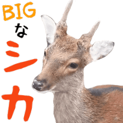 ほほえみフレンズ シカの日常bigスタンプ Line スタンプ Line Store ほほえみフレンズ シカの日常bigスタンプ Line スタンプ Line Store