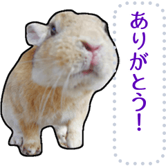 可愛いうさぎのメッセージスタンプ Line スタンプ Line Store 可愛いうさぎのメッセージスタンプ Line スタンプ Line Store