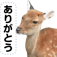 It is the pretty photograph of the deer