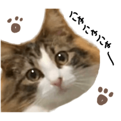 gula_roru_20210204130708