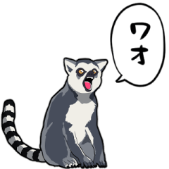 talking ring-tailed lemur