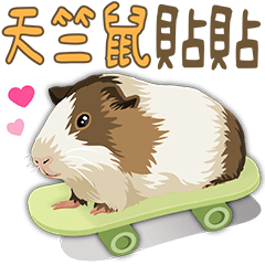 Cute guinea pig(with words)