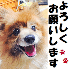 Pomeranian photo sticker