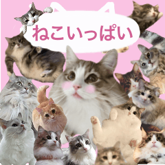 Full of kawaii cats stickers