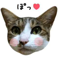 キジ白にゃんこ リアル Line スタンプ Line Store キジ白にゃんこ リアル Line スタンプ Line Store