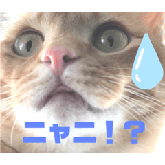 捨て猫エルの幸福日記