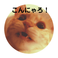 LoveCatFace