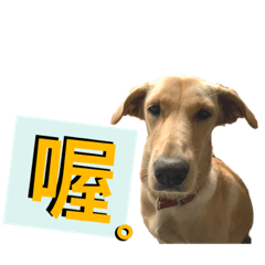 多一隻馬尼