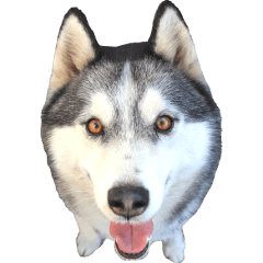 Real DOG Husky's Sticker -LEO-
