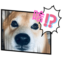 小嚕與鐵鐵日常