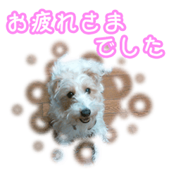 Jack Russell Terrier Chocolat Japanese1