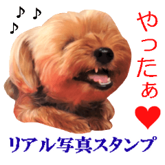 This is a dog photo sticker.