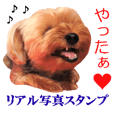 リアル犬写真スタンプ。ヨークシャーテリア