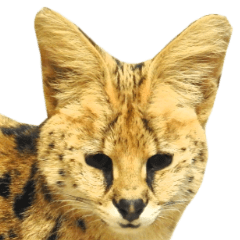 Real Serval Cat