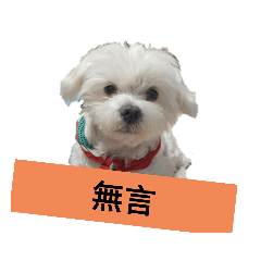 毛球日