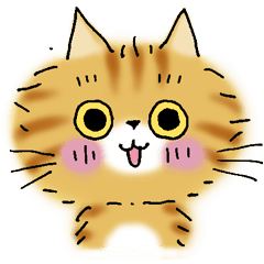 Orange Tabby CAT CHATA