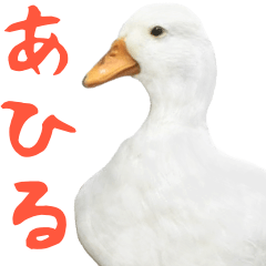 It is the photograph of the duck