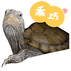 The life of a cute turtle