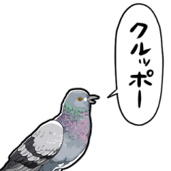 talking pigeon