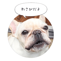 French Bulldog Wasabi's Tweets
