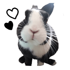 black and white a male rabbit