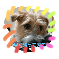 ponzu_20210206232059