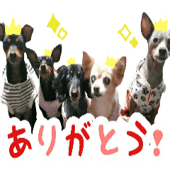 KAWAMURA's dogs
