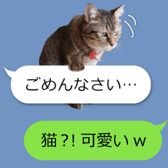 ちょこんと猫♪