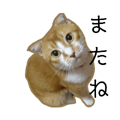 scottish fold cat SUKO stickers