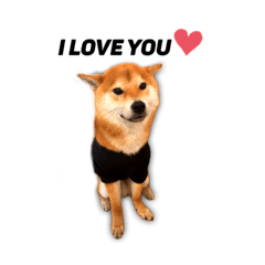 Shiba Pisuke stickers (English &basic)