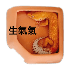 Gecko cna.sushi