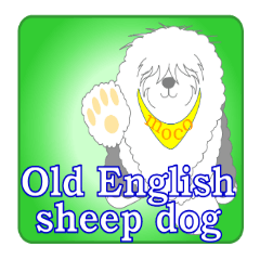 Old English sheepdog comes up in English