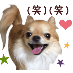 Real DOG Chihuahua-Chip-