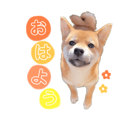 saya_20210207174152