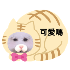 弟弟 DiDi