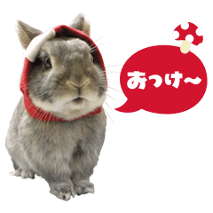 Kinoco rabbit