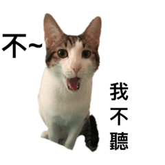 香港奴才新竹貓-毛毛Meme