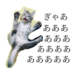 Matsu_20210208112951