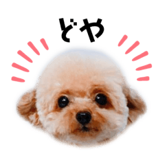 Cute toy poodle Japanese stamp