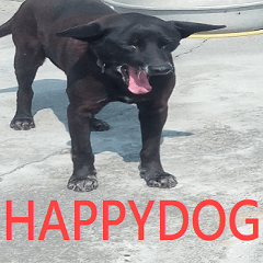 A happy black dog