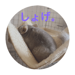 hasunoha_20210208223333