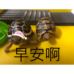 讓你看看我的龜