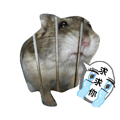 Sharon的寵物啵啵貼圖