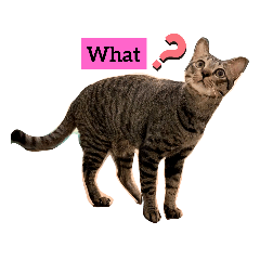 Olivia_20210208160907