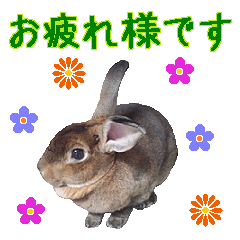 House fluffy rabbit(business)